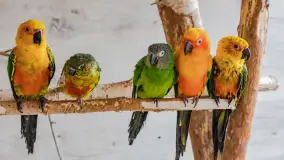 Odwiedziliśmy papugarnię w Wilkasach, luty 2023 r. - zdjęcie 1