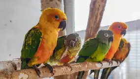 Odwiedziliśmy papugarnię w Wilkasach, luty 2023 r. - zdjęcie 9