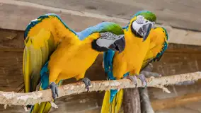 Odwiedziliśmy papugarnię w Wilkasach, luty 2023 r. - zdjęcie 23