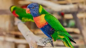 Odwiedziliśmy papugarnię w Wilkasach, luty 2023 r. - zdjęcie 13