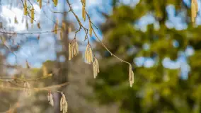 Wyspa Wydmińska i jezioro Wydmińskie, końcówka zimy 2023 r. - zdjęcie 21