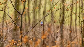 Wschód słońca nad jeziorem Tyrkło, marzec 2023 r. - zdjęcie 39