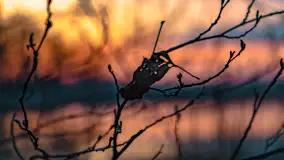 Zachód słońca nad jeziorem Dejguny, Lisi Ogon, kwiecień 2023 r. - zdjęcie 11