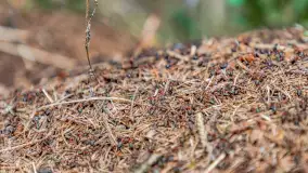 Wiosna i rozlewiska przy jeziorze Siercze niedaleko Gierłoży - zdjęcie 36