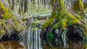 Wiosna już jest, taka prawdziwa, zielona i ciepła - zdjęcie 52