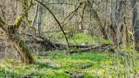 Wiosna już jest, taka prawdziwa, zielona i ciepła - zdjęcie 19