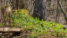 Wiosna już jest, taka prawdziwa, zielona i ciepła - zdjęcie 54