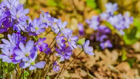 Wiosna już jest, taka prawdziwa, zielona i ciepła - zdjęcie 44