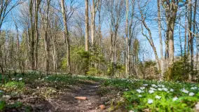 Foto spacer po lesie miejskim w Giżycku, kwiecień 2023 r. - zdjęcie 1