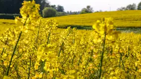 Wspomnienia rzepakowych pól na Mazurach 2023 - zdjęcie 21