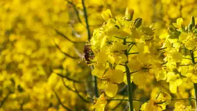 Wspomnienia rzepakowych pól na Mazurach 2023 - zdjęcie 56