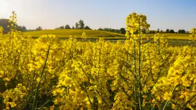 Wspomnienia rzepakowych pól na Mazurach 2023 - zdjęcie 42