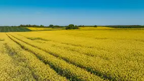 Wspomnienia rzepakowych pól na Mazurach 2023 - zdjęcie 41
