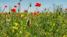 Makowe, mazurskie, czerwone pola, czerwiec 2023 r. - zdjęcie 36