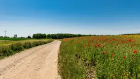 Makowe, mazurskie, czerwone pola, czerwiec 2023 r. - zdjęcie 15