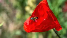 Makowe, mazurskie, czerwone pola, czerwiec 2023 r. - zdjęcie 34