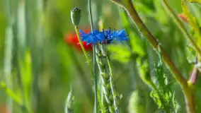 Makowe, mazurskie, czerwone pola, czerwiec 2023 r. - zdjęcie 29