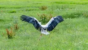 Bociany na wopławskiej łące, lipiec 2023 r. - zdjęcie 12