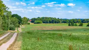 Bociany na wopławskiej łące, lipiec 2023 r. - zdjęcie 3