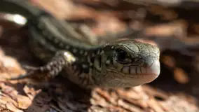 Najmniejsi mieszkańcu Mazur w naszym obiektywie, lipiec 2023 r. - zdjęcie 7