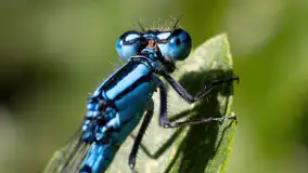 Najmniejsi mieszkańcu Mazur w naszym obiektywie, lipiec 2023 r. - zdjęcie 37