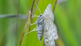 Najmniejsi mieszkańcu Mazur w naszym obiektywie, lipiec 2023 r. - zdjęcie 43