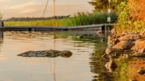 Wschód słońca nad jeziorem Mamry, Stanica Wodna Kietlice, sierpień 2023 r. - zdjęcie 58