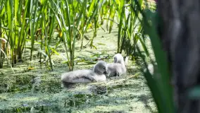 Łabędzie są nieodzownym elementem Mazur - zdjęcie 6