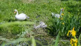 Łabędzie są nieodzownym elementem Mazur - zdjęcie 12