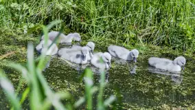 Łabędzie są nieodzownym elementem Mazur - zdjęcie 8