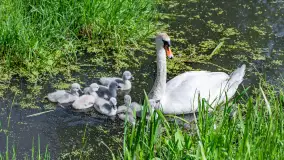Łabędzie są nieodzownym elementem Mazur - zdjęcie 3
