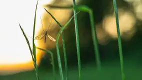 Zachód słońca nad jeziorem Dejgunek, maj 2023 r. - zdjęcie 19