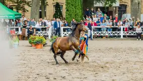Fotorelacja z czempionatu w Stadzie Ogierów w Kętrzynie, lipiec 2023 - zdjęcie 13