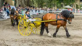 Fotorelacja z czempionatu w Stadzie Ogierów w Kętrzynie, lipiec 2023 - zdjęcie 42