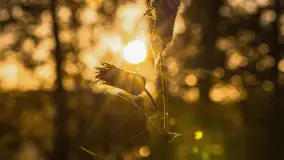 Wschód słońca nad jeziorem Iławki - zdjęcie 51