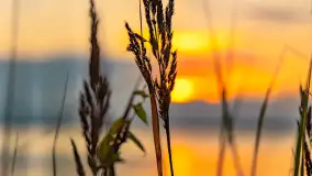 Sierpniowy zachód słońca nad Darginem, Sun Bila Pieczarki - zdjęcie 18