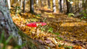 Złota mazurska jesień w Mrągowie nad jeziorem Juno - zdjęcie 28