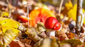 Złota mazurska jesień w Mrągowie nad jeziorem Juno - zdjęcie 20