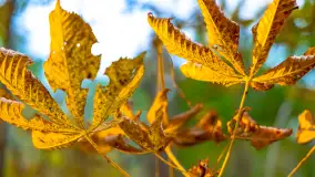 Jesień nad jeziorem Iławki, październik 2023 r. - zdjęcie 26