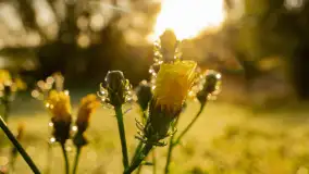 Przyrodniczy wschód słońca nad jeziorem Mażańskie - zdjęcie 28