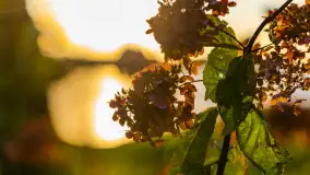 Zachód słońca nad jeziorem Bełdany, Mazurski Raj - zdjęcie 19