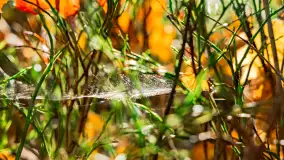 Magia mazurskiej jesieni nad jeziorem Wesołek, listopad 2023 r. - zdjęcie 39