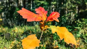 Magia mazurskiej jesieni nad jeziorem Wesołek, listopad 2023 r. - zdjęcie 31