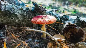 Magia mazurskiej jesieni nad jeziorem Wesołek, listopad 2023 r. - zdjęcie 21