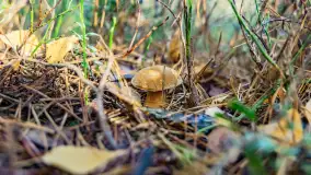 Magia mazurskiej jesieni nad jeziorem Wesołek, listopad 2023 r. - zdjęcie 50