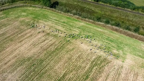 Żurawi sejmik na początku września przy jeziorze Tajty - zdjęcie 6