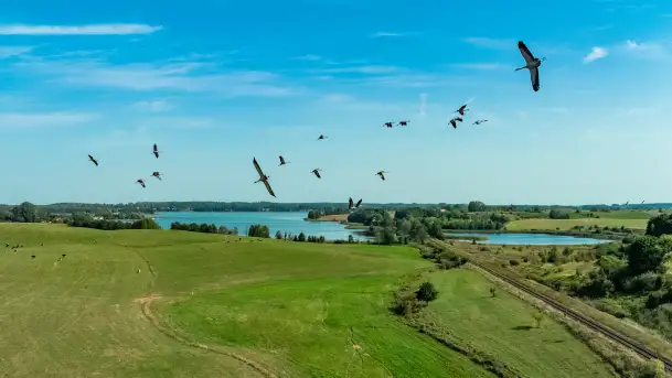 Żurawi sejmik na początku września przy jeziorze Tajty - zdjęcie 1