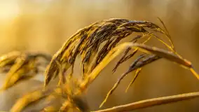 Wschód słońca nad jeziorem Dobskim, listopad 2023 r. - zdjęcie 40