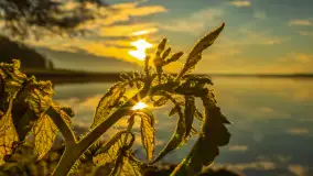 Wschód słońca nad jeziorem Dobskim, listopad 2023 r. - zdjęcie 34