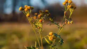 Zachód nad jeziorem Niegocin, listopad 2023 r. - zdjęcie 11